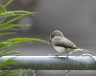 Eastern Wood Pewee3059
